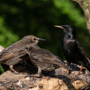 Redwell   02 06 2020   D500   Les 110.jpg